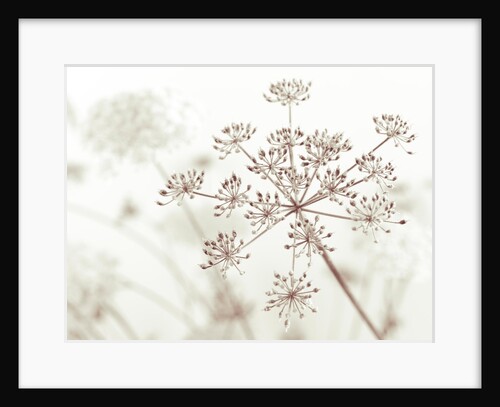 Cow parsley flower by Assaf Frank